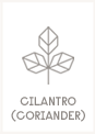 Cilantro - Coriander