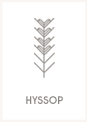 Hyssop