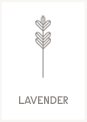 Lavender
