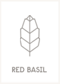 Red Basil