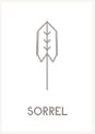 Sorrel