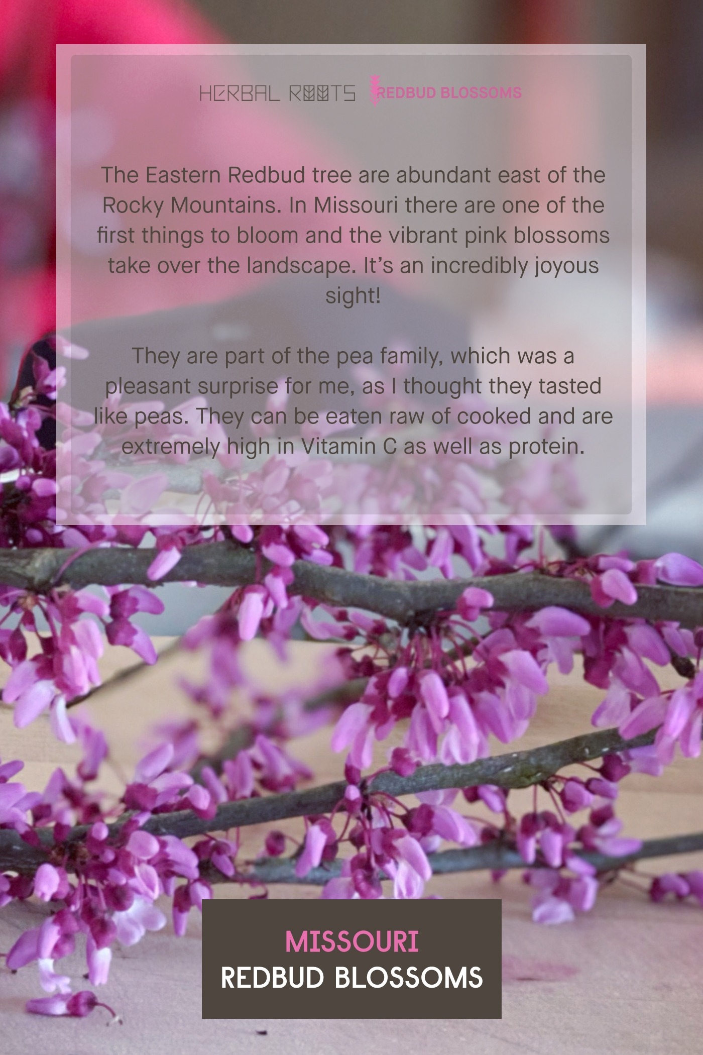 redbud